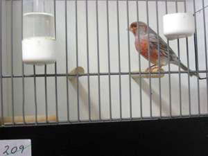 besg hos karl aage 011r